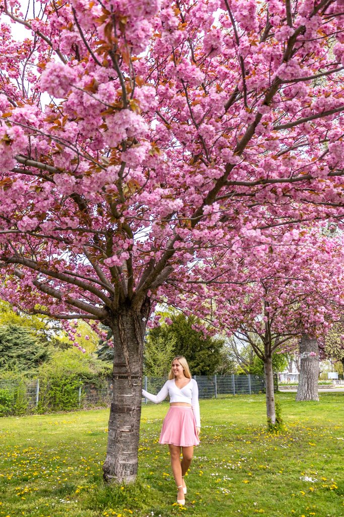 Rosa blühender Kirschbaum im Donaupark in Wien im Frühling.