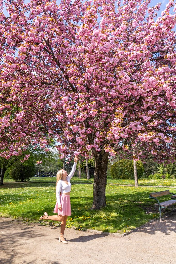 Rosa blühender Kirschbaum im Donaupark in Wien im Frühling.