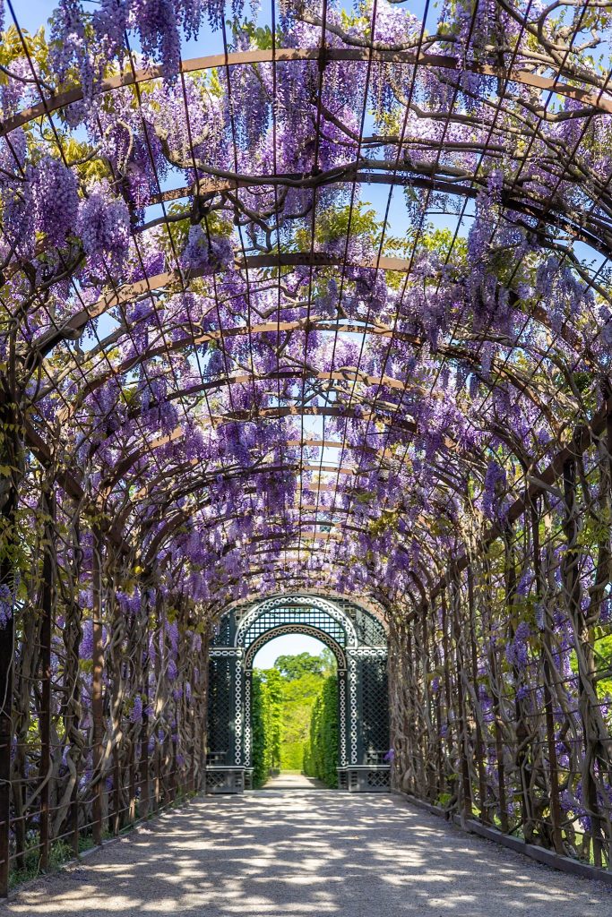 Arkade im Schlosspark Schönbrunn in Wien bewachsen mit lila blühendem Wisteria.