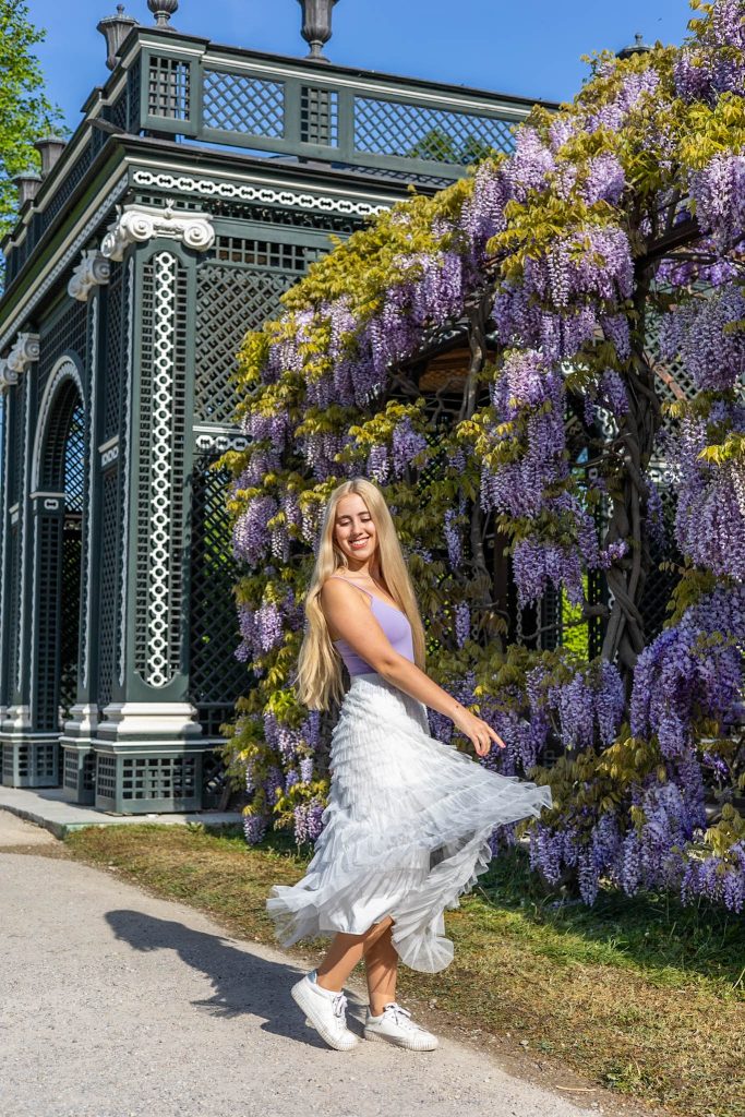 Arkaden im Schlosspark Schönbrunn in Wien bewachsen mit lila blühendem Wisteria.