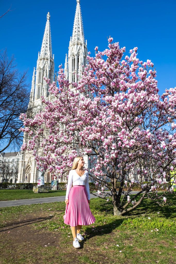 Rosa blühende Magnolie vor der Votivkirche in Wien.