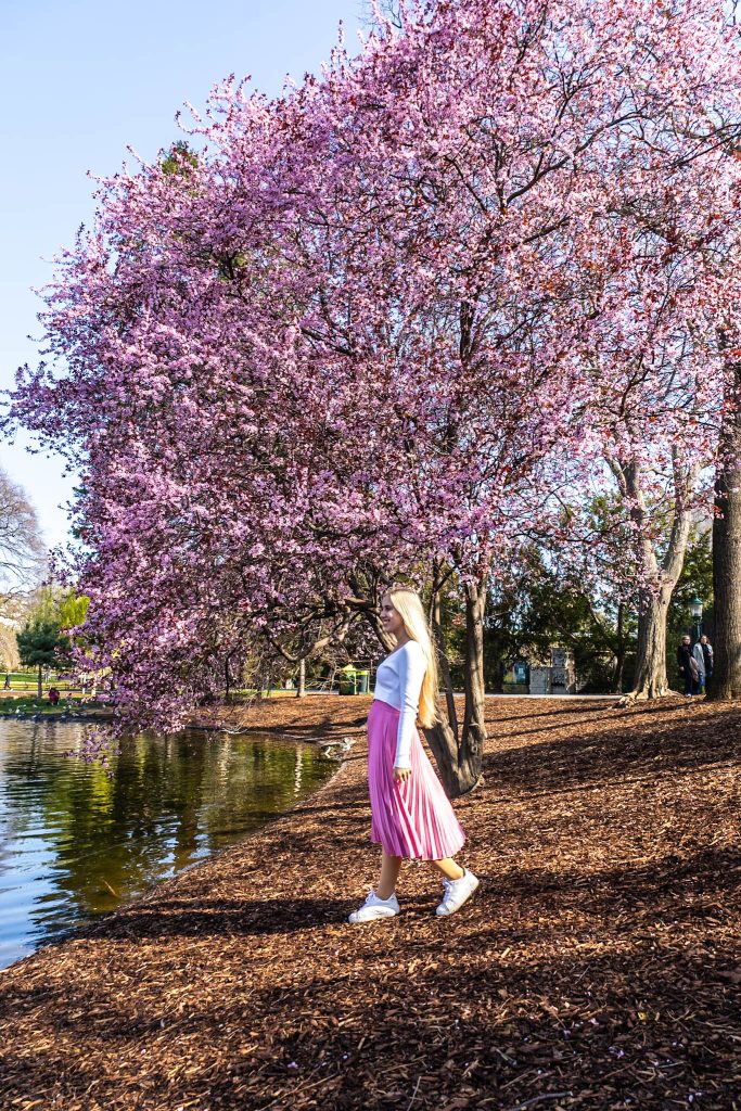 Rosa blühender Kirschbaum am Teich im Stadtpark in Wien im Frühling.