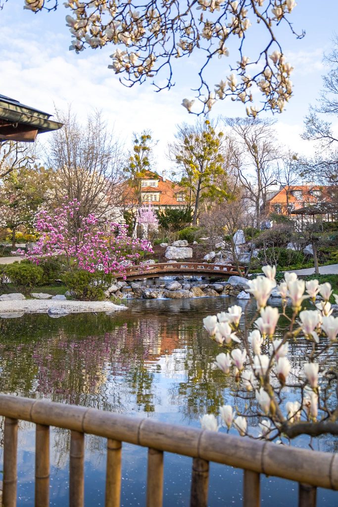 Weiße und rosa Magnolienblüte and einem Teich im japanischem Setagayapark in Wien.