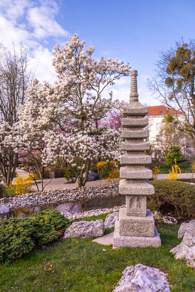 Weiß blühende Magnolie in japanischem Setagayapark in Wien.