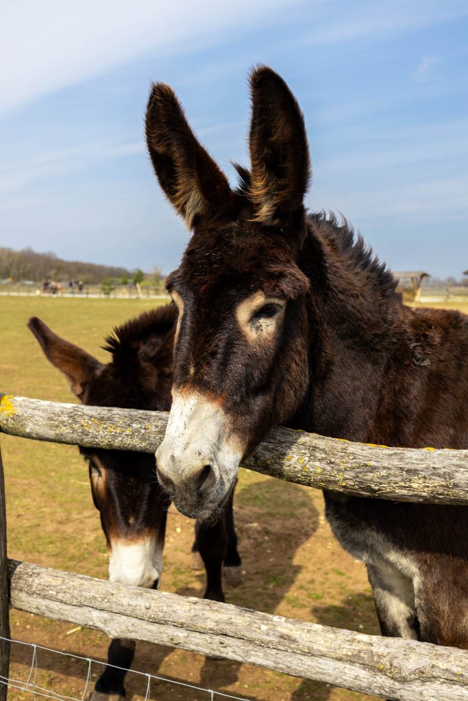 Esel auf Schloss Hof nahe Wien.