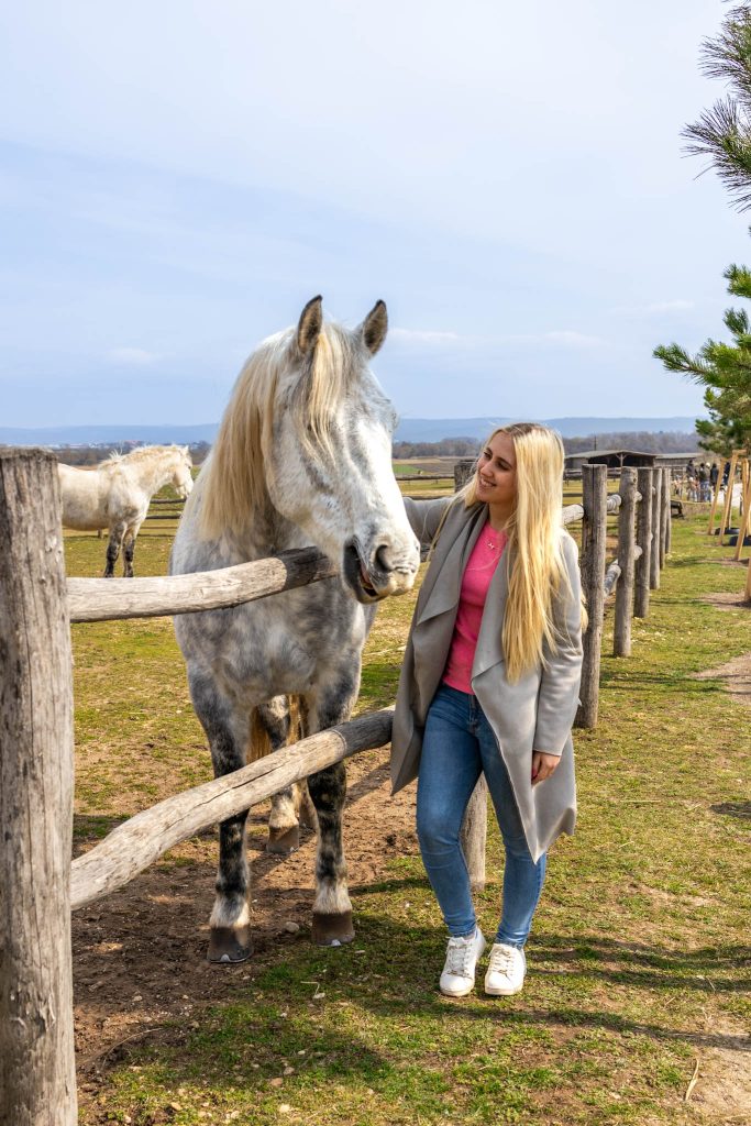 Weißes Pferd auf Schloss Hof nahe Wien.