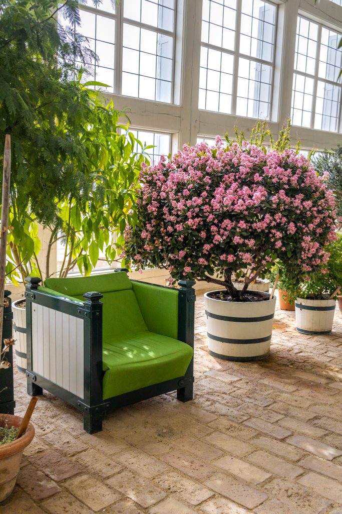Rosa blühender Strauch in der Orangerie im Schloss Hof nahe Wien.