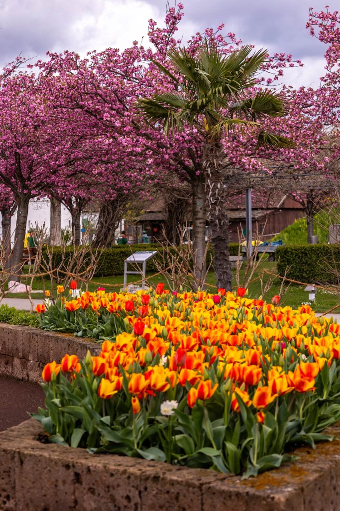 Rosa Kirschblüte und orange Tulpen in den Blumengärten Hirschstetten in Wien