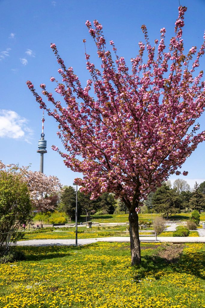 Rosa Kirschblüte im Donaupark in Wien im Hintergrund der Donauturm