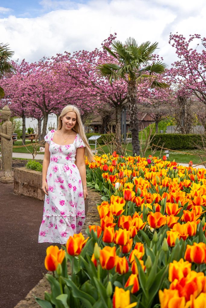 Rosa Kirschblüte und orange Tulpen in den Blumengärten Hirschstetten in Wien