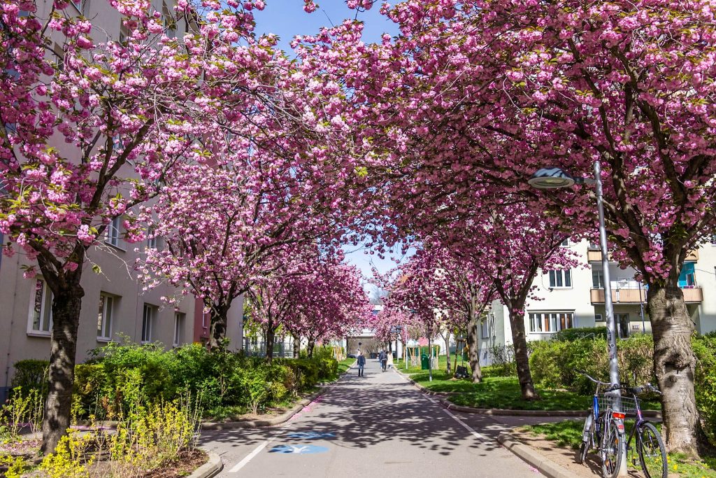 rosa Kirschblüten Allee Hainburgerweg in Wien