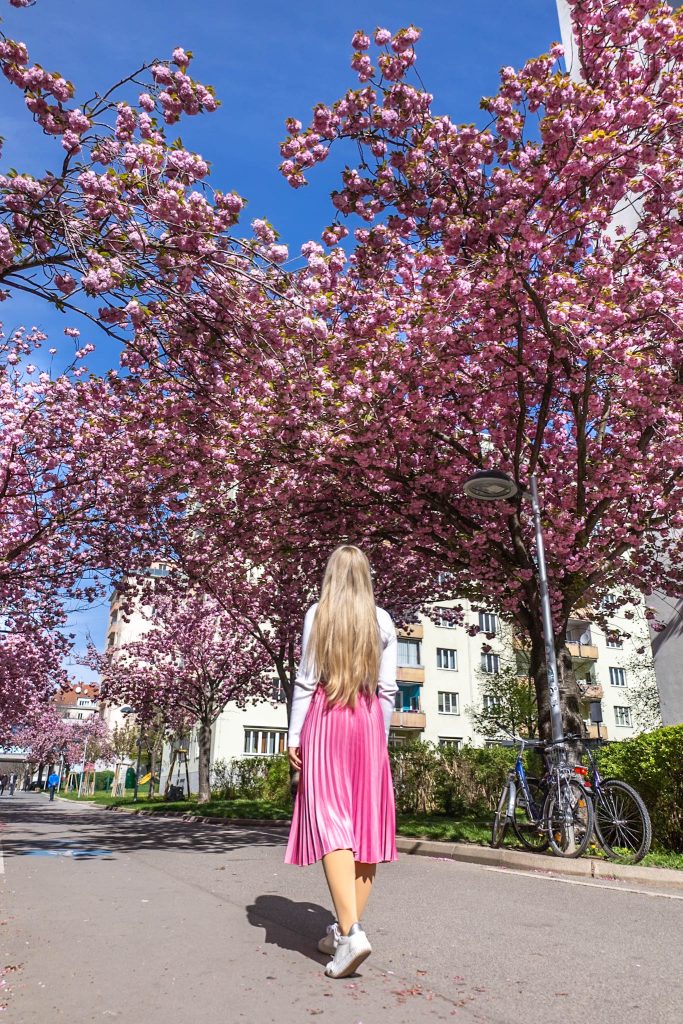 Rosa Kirschblüten Allee am Hainburgerweg in Wien