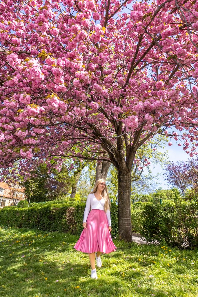 Rosa Kirschblüte vor dem Setagayapark in Wien