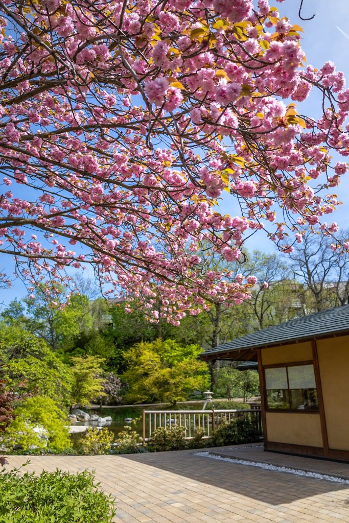 Rosa Kirschblüte im Setagayapark in Wien
