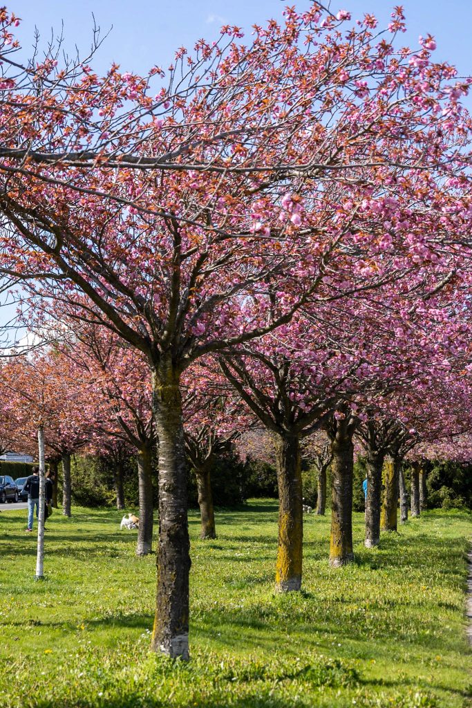 Rosa Kirschblüte in der Raimannstraße in Wien 