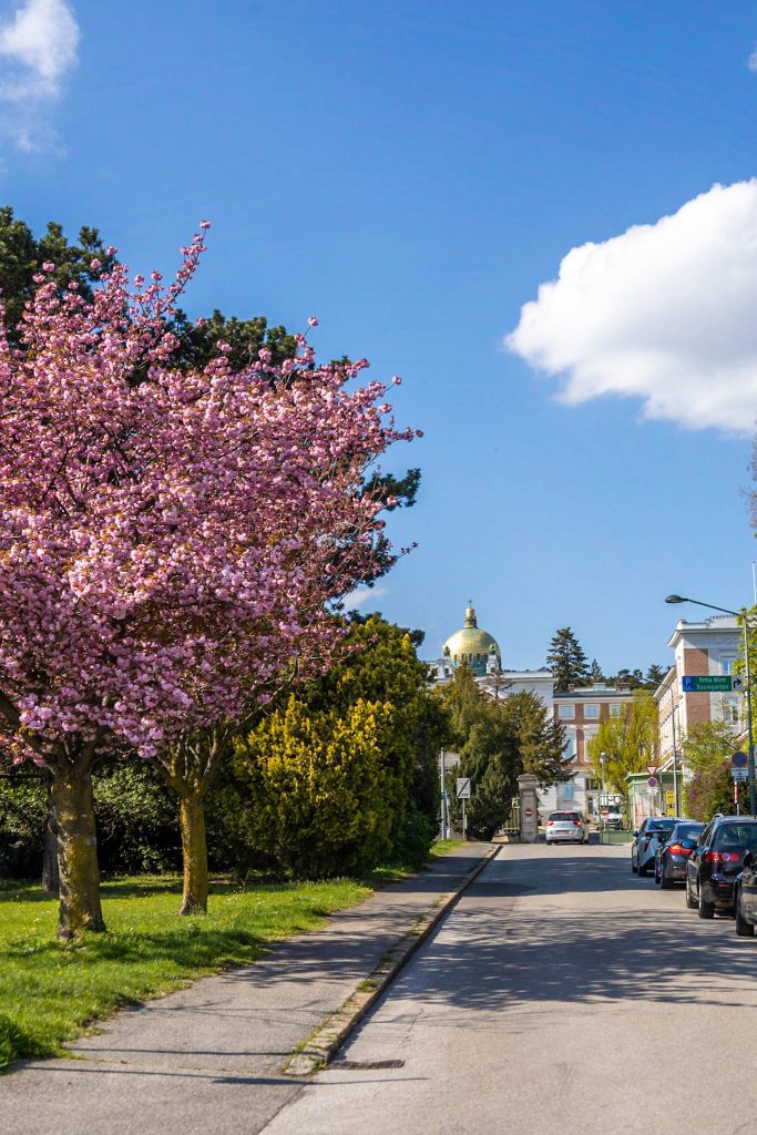 Rosa Kirschblüte in der Raimannstraße in Wien im Hintergrund die Otto Wagner Kirche am Steinhof