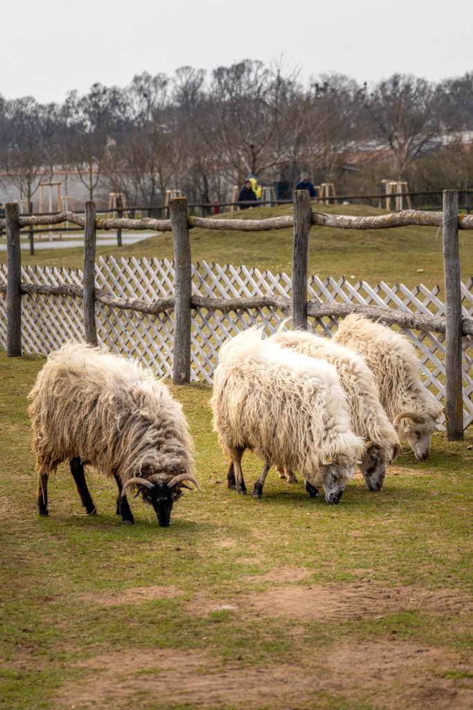 Schafe auf Schloss Hof nahe Wien.
