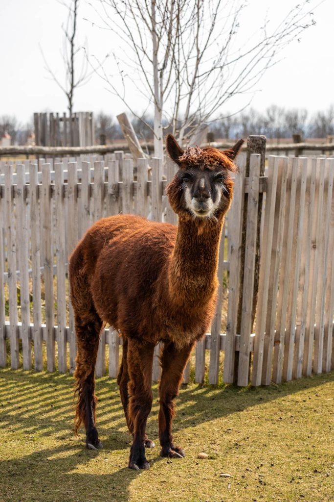 Alpaka auf Schloss Hof nahe Wien.