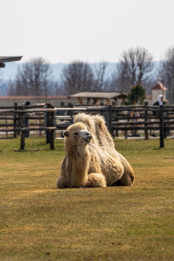 Trampeltier auf Schloss Hof nahe Wien.