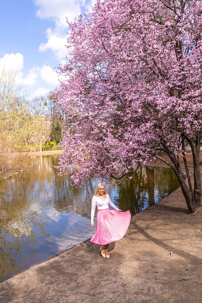 Rosa blühender Baum am Teich im Stadtpark in Wien