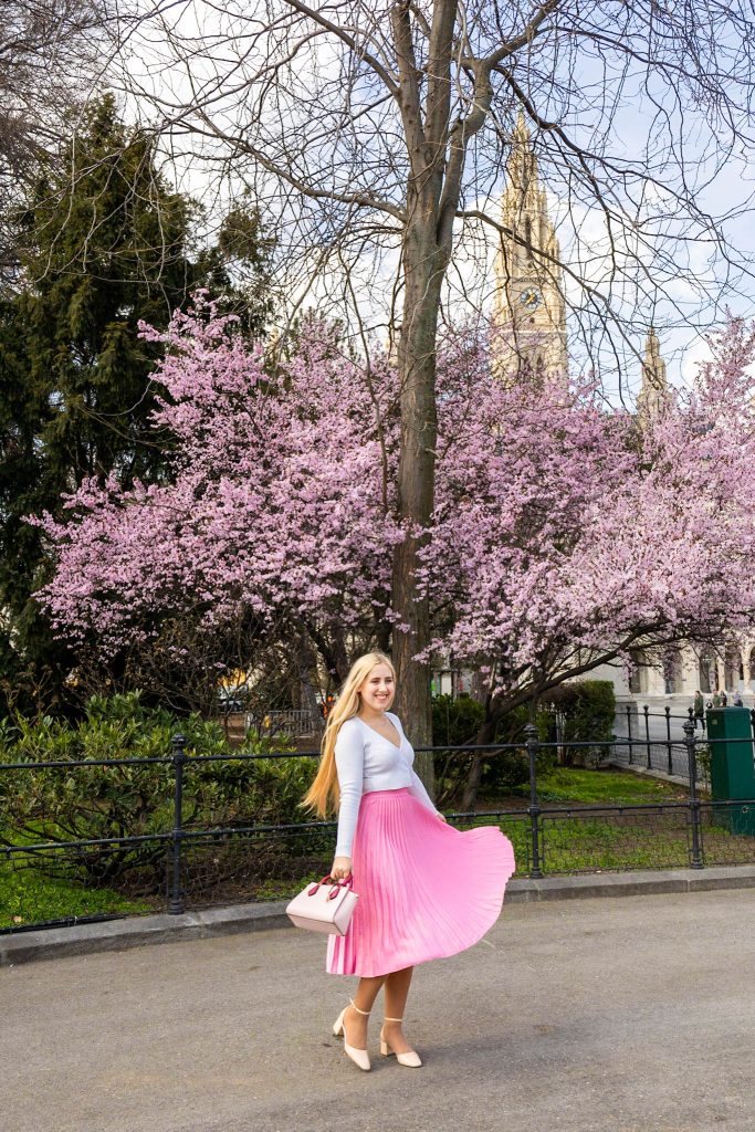 Rosa blühender Kirschbaum vor dem Rathaus in Wien