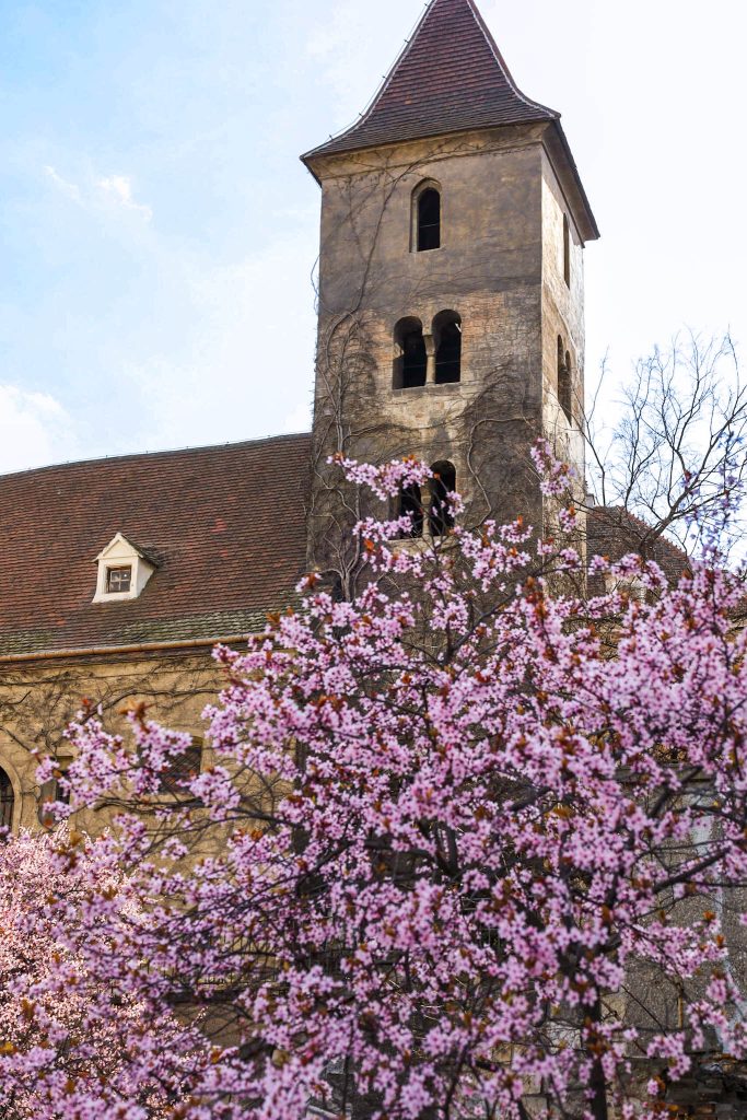 Rosa blühender Baum vor der Ruprechtskirche in Wien