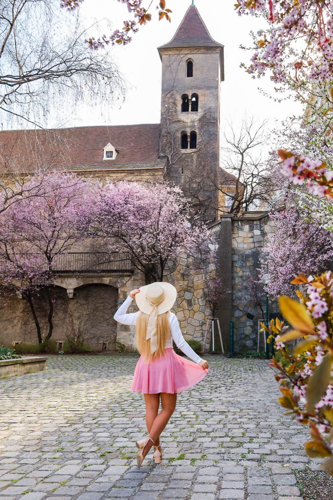 Rosa blühende Bäume vor der Ruprechtskirche in Wien