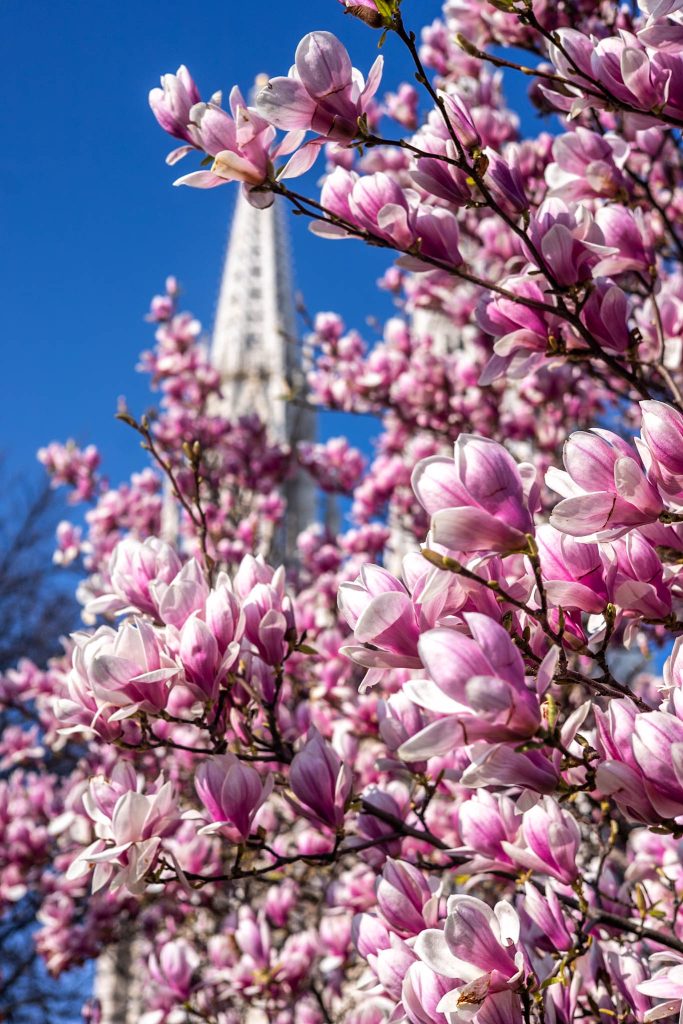Rosa blühende Magnolie vor der Votivkirche in Wien