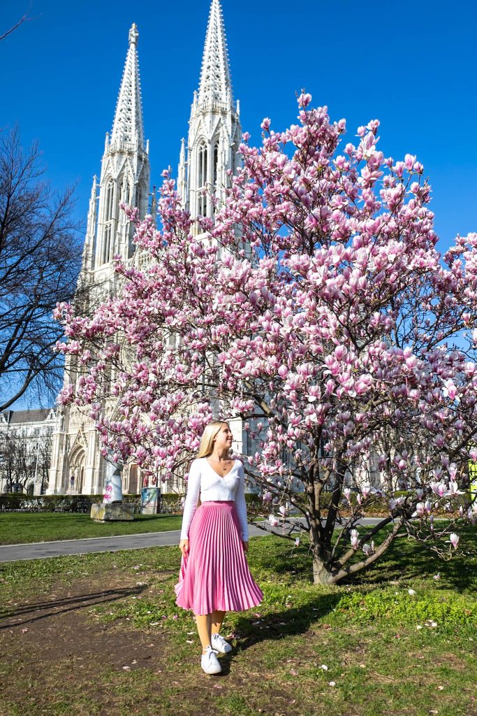 Rosa blühende Magnolie vor der Votivkirche in Wien