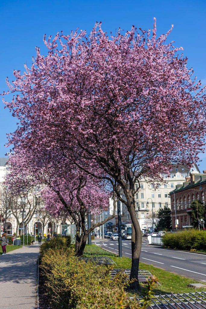 Rosa blühender Baum auf der Währingerstraße vor der Votivkirche in Wien