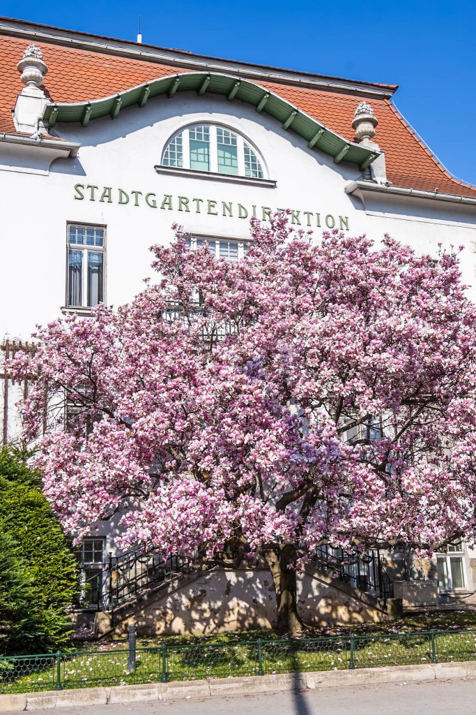 Rosa blühender Magnolienbaum vor der Stadtgartendirektion beim Stadtpark in Wien