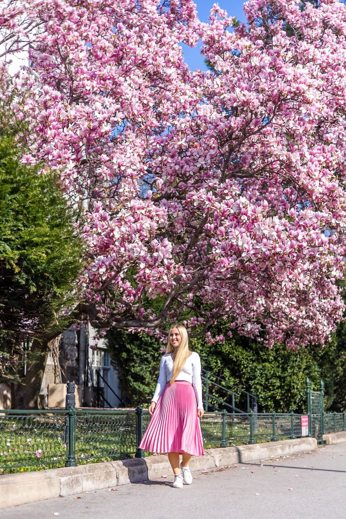 Rosa blühender Magnolienbaum vor der Stadtgartendirektion beim Stadtpark in Wien