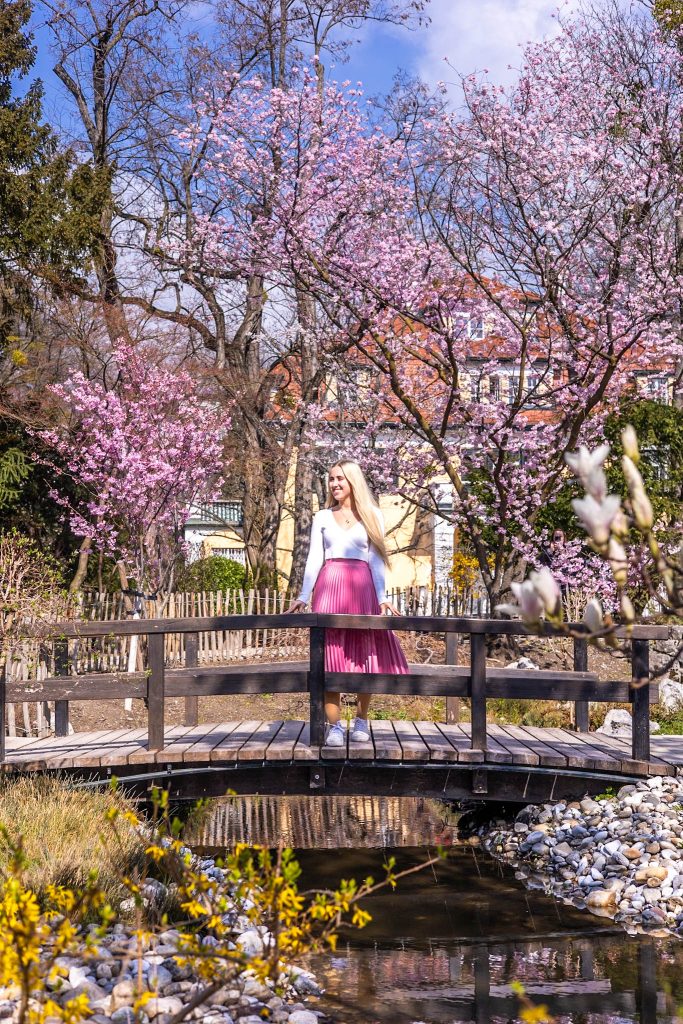Rosa blühender Kirschbaum im Setagayapark in Wien