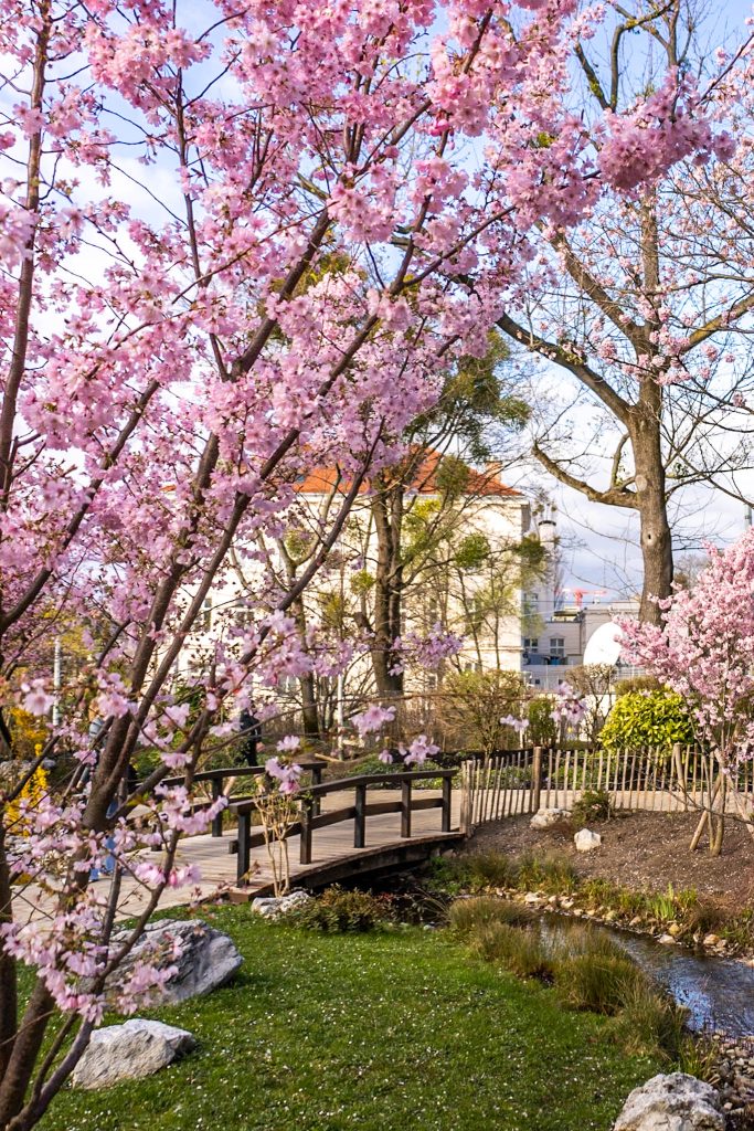 Rosa blühender Kirschbaum im Setagayapark in Wien