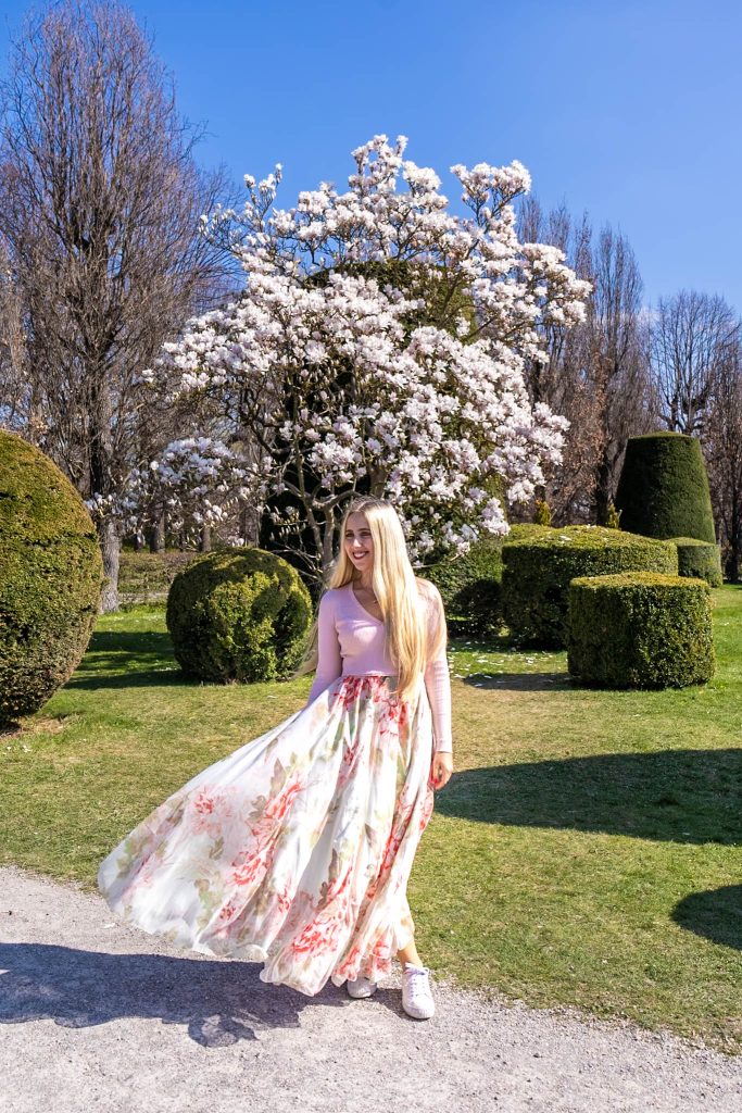 weiße Magnolie im Schlosspark Schönbrunn