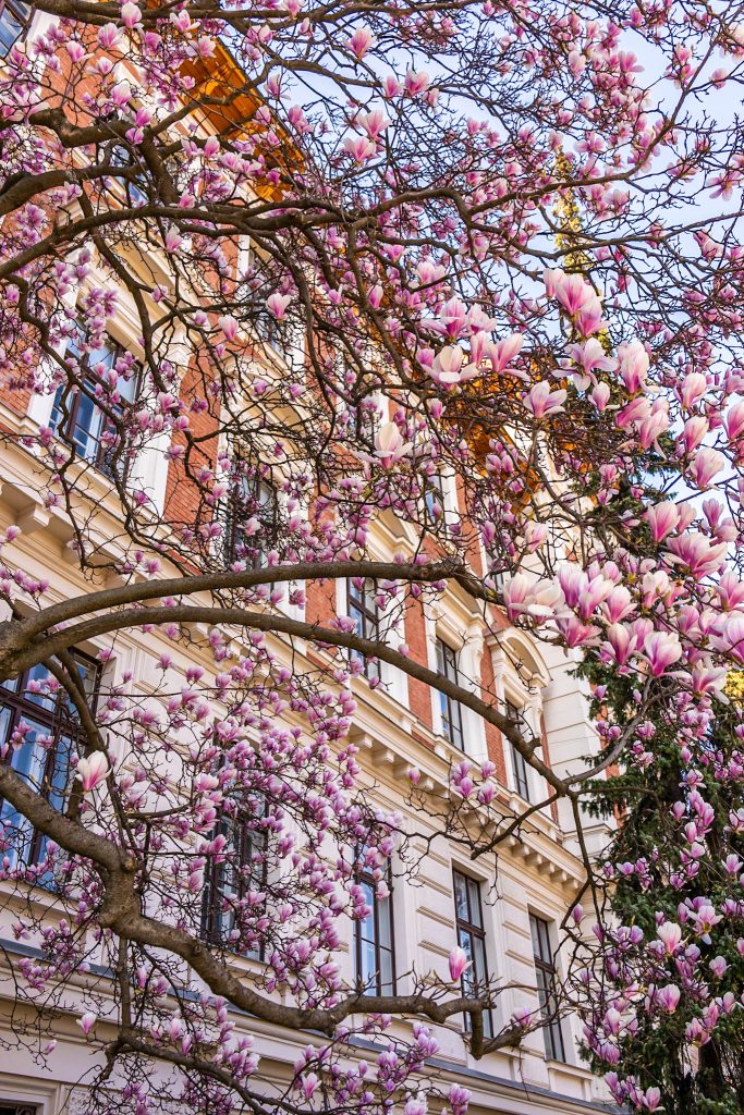 Magnolie vor der Boku in Wien