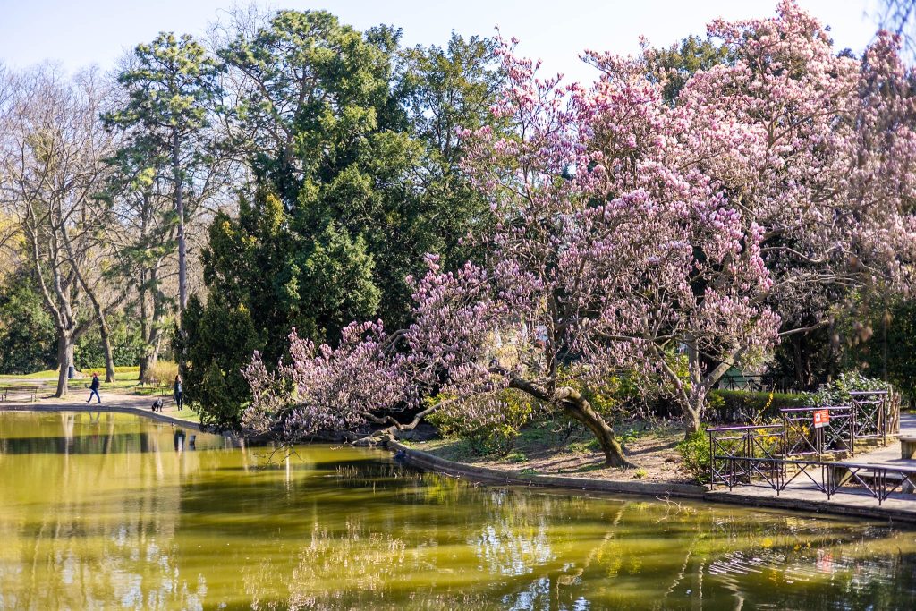 Magnolie am Teich im Türkenschanzpark in Wien