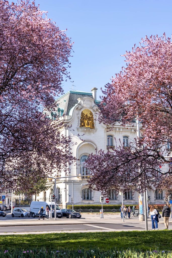 Rosa blühender Baum am Schwarzenbergplatz in Wien