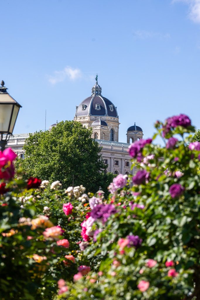 Rosen im Volksgarten in Wien mit blick auf das Museum.